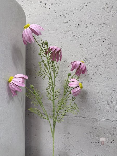 ورد الأُقحوان