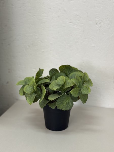 شتلة نعنع بلاستيك