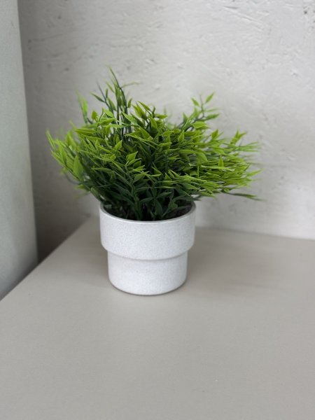 شتلة خضار مع قوارة ابيض