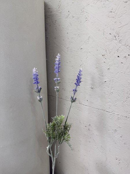 ورد اللاڤندر