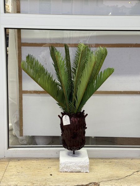 جذع نخل بدون قاعدة لتنسيق القواوير 60cm