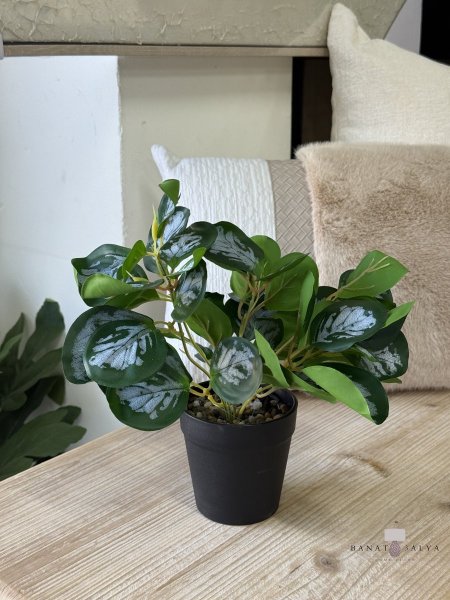 شتلة خضار مع قوار اسود 25cm